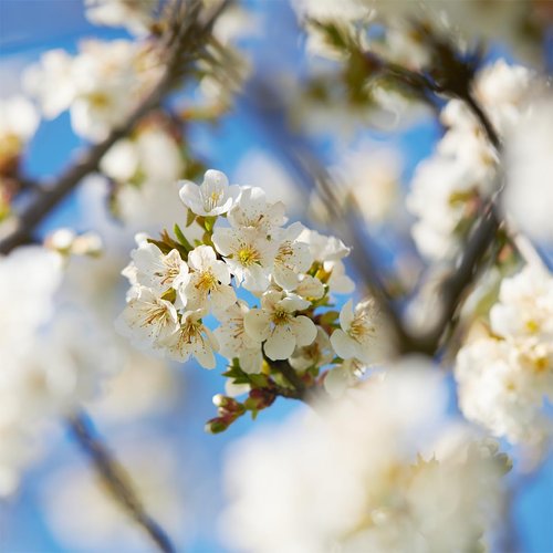 L'Occitane Cherry Blossom Soap - Luxurious Fragrance & Moisturizing Formula | 1.70 fl oz
