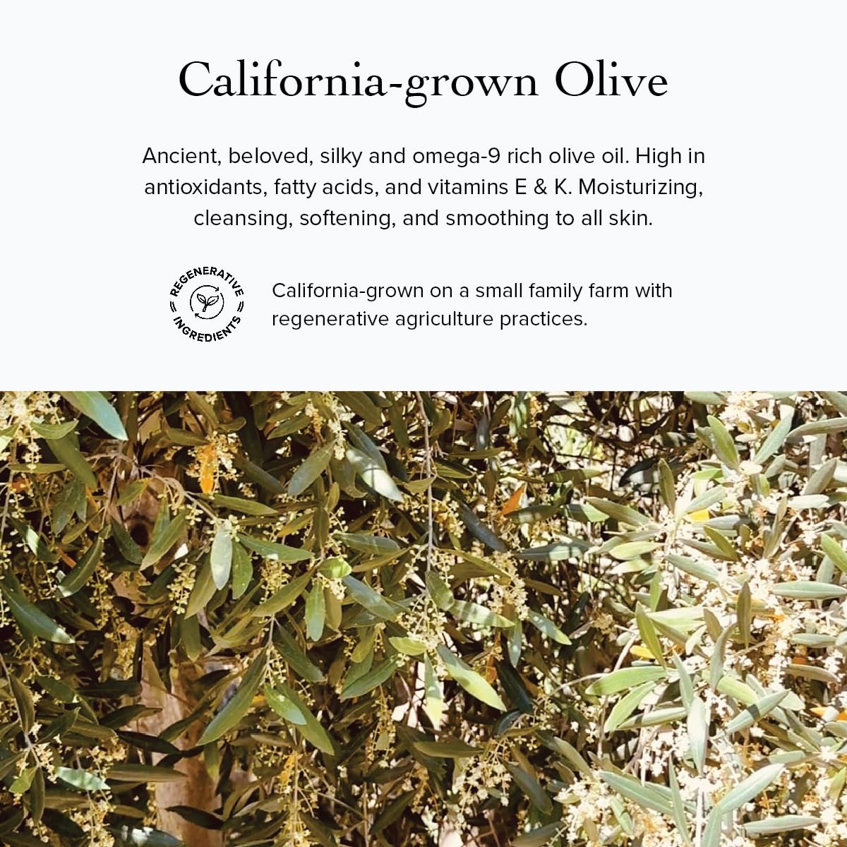 evanhealy Nettle Olive Leaf Cleansing Oil | Organic Facial Oil Cleanser for Makeup, Cosmetics, Sunscreen | Gentle Esssential Oil Free Cleanser for Sensitive, Congested Skin