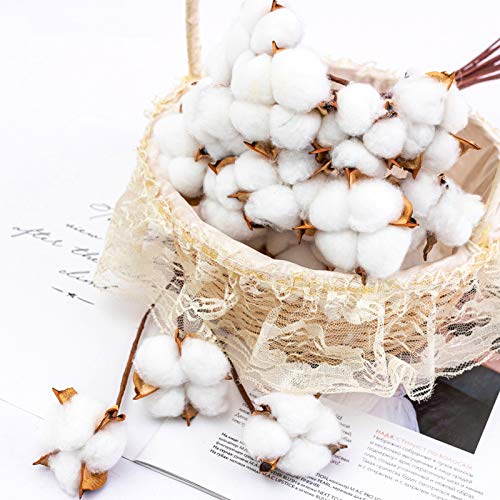 Tegg Cotton Boll 20PCS Natural White Cotton Balls Dried Cotton Pods for Crafting Farmhouse Style