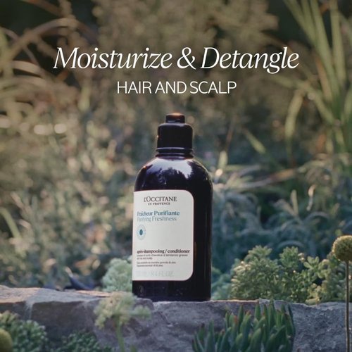 L'Occitane Aromachologie Conditioner - Purifying Freshness | 16.90 Fl. Oz for Revitalized Hair