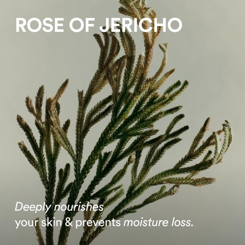 Abib Jericho Rose PHA Toner - Skin Booster with Rose Extract for Enhanced Elasticity | 6.76 fl oz / 200 ml