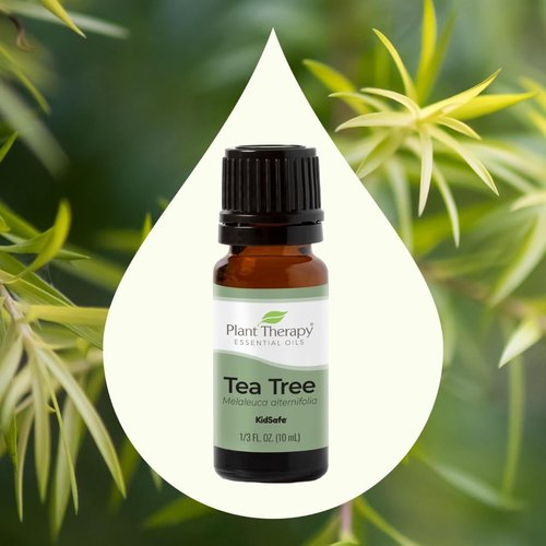 Plant Therapy Tea Tree Essential Oil - 100% Pure Pre-Diluted Roll-On for Skin Blemishes | 10mL (1/3 oz)