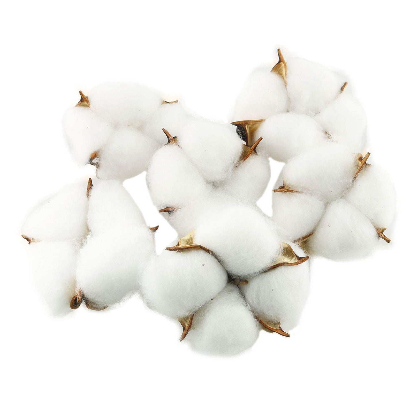 Tegg Cotton Boll 20PCS Natural White Cotton Balls Dried Cotton Pods for Crafting Farmhouse Style