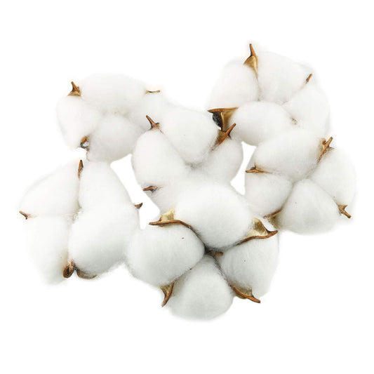 Tegg Cotton Boll 20PCS Natural White Cotton Balls Dried Cotton Pods for Crafting Farmhouse Style