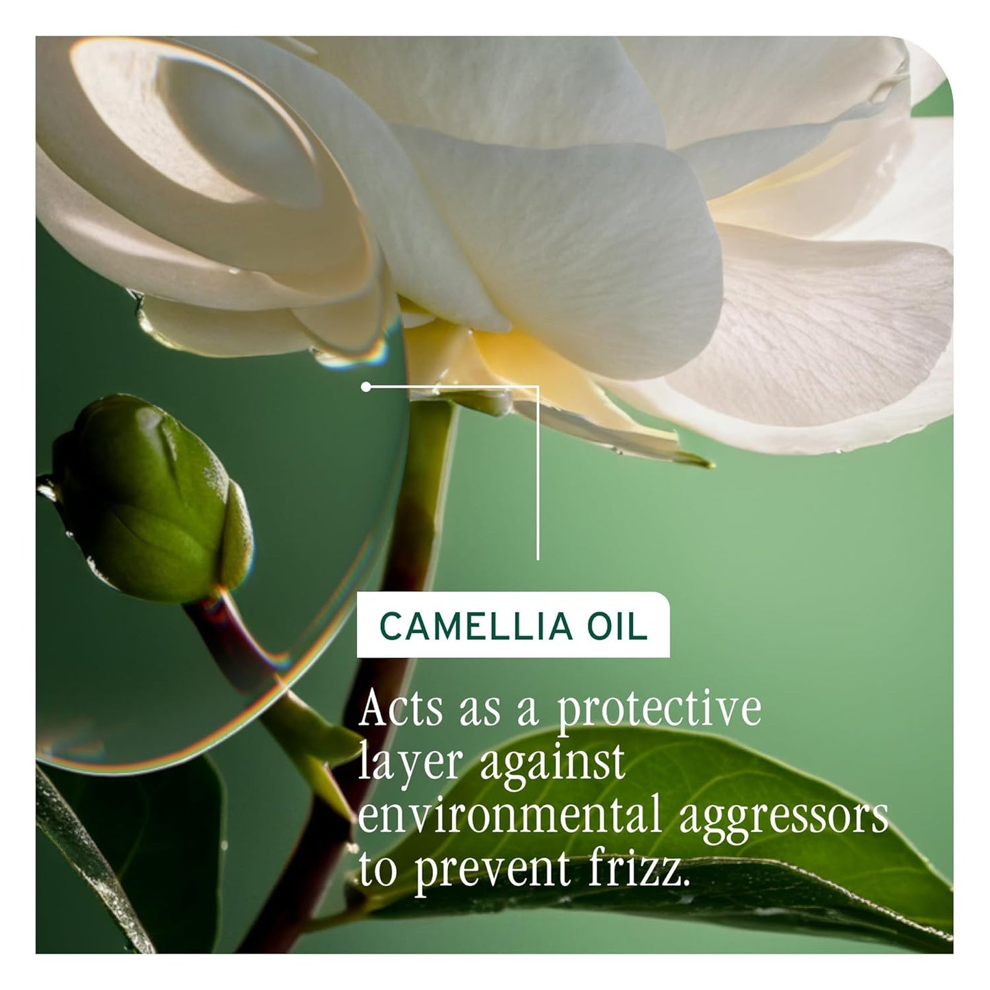Biolage Smooth Proof Shampoo - Nourishing Frizz Control & Shine with Camellia Oil | 13.5 Fl Oz