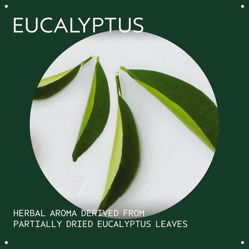 Aveda Eucalyptus Essential Oil - Refreshing Aroma for Body & Bath | 1 Fl Oz