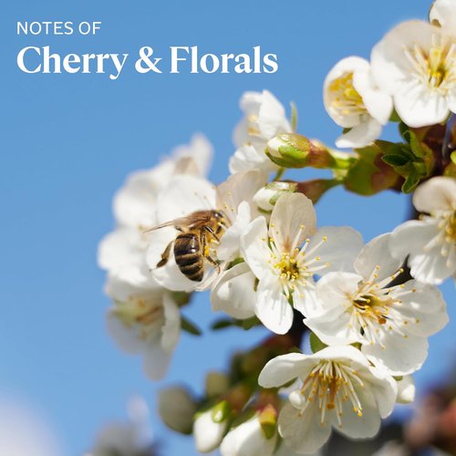 L'OCCITANE Cherry Blossom Shimmering Lotion 500ML 16.90 fl oz