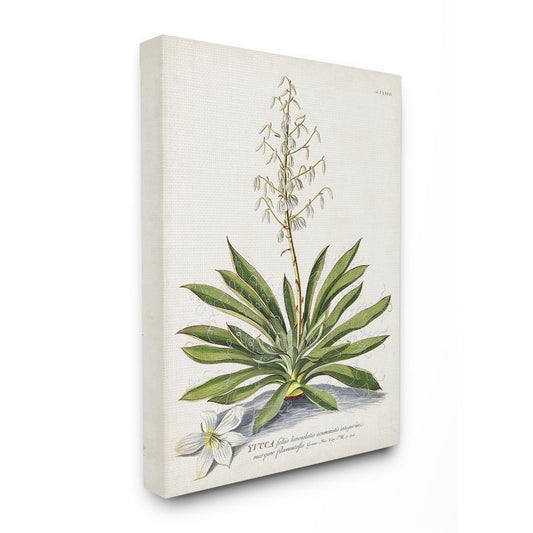 Stupell Industries Botanical Plant Illustration Ferns Vintage Design, Design by Unknown, 30 x 24, Canvas Wall Art