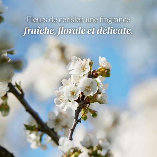 L'Occitane Eau de Toilette: Cherry Blossom, Rose, Neroli & Orchidee, Citrus Verbena, Verbena, Fragrance