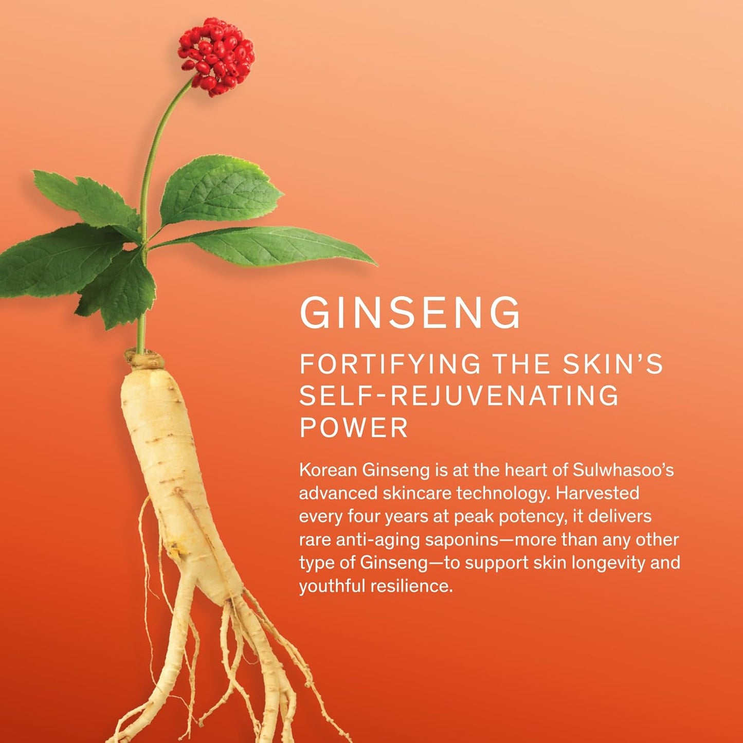 Sulwhasoo Concentrated Ginseng Rejuvenating Cream - Anti-Aging Moisturizer with Peptides & Vitamin C, Deep Hydration