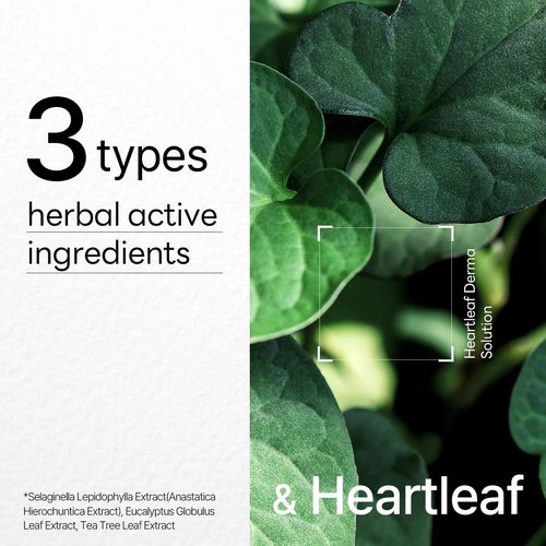 Mediheal Dermaplus Heartleaf Mask - Daily Vegan Soothing Sheet Mask with Panthenol & Hyaluron | 10 Counts