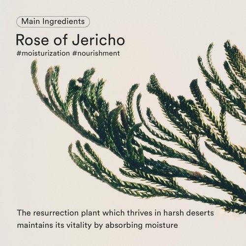 Abib Jericho Rose Bifida Serum - Firming Hydration Serum | Collagen, Peptide, Bakuchiol | 1.69 fl. oz. for Dry Skin