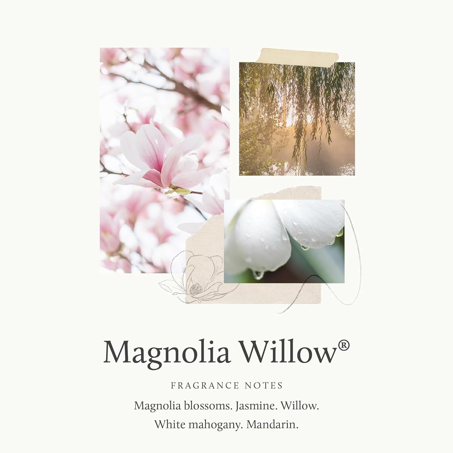 Thymes Hand Wash - Magnolia Willow Scent - 15 Fl Oz | Luxurious Moisturizing Formula