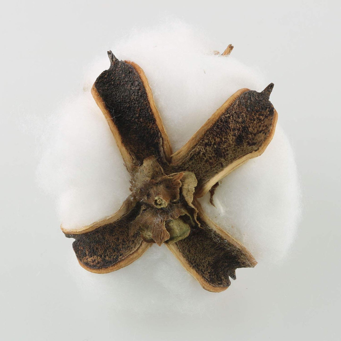 Tegg Cotton Boll 20PCS Natural White Cotton Balls Dried Cotton Pods for Crafting Farmhouse Style