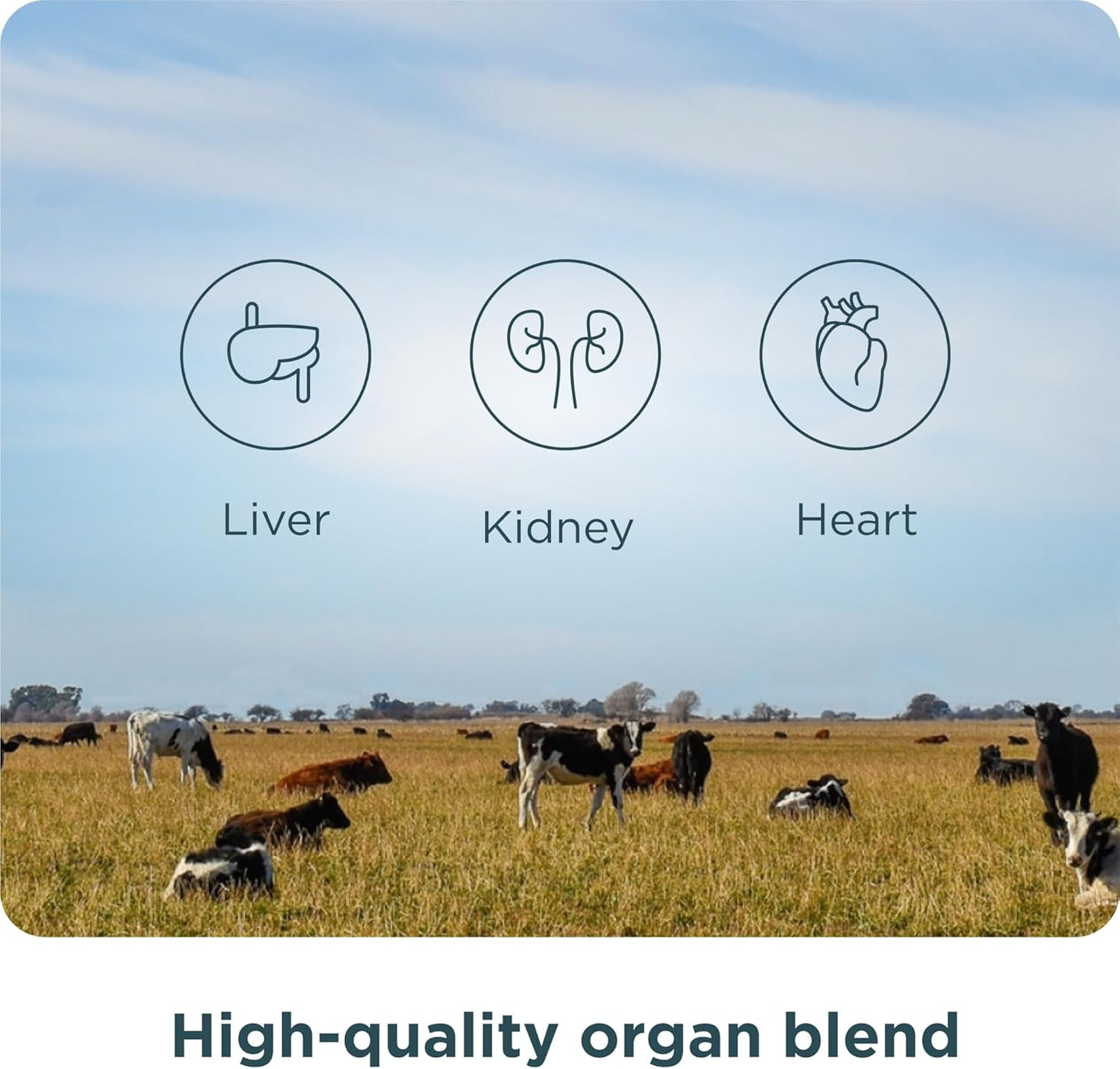 Ancient Nutrition Organ Supplements - Grass-Fed Organ Complex Capsules for Liver, Heart & Kidney Support | 180 Ct