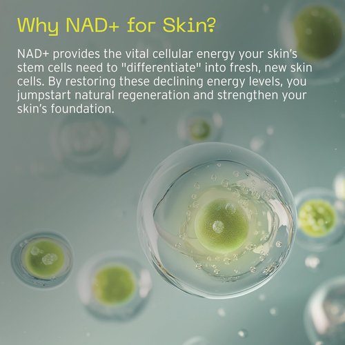 Aramore NAD+ Cell Restoration Cream, Clinically Proven Moisturizer Face Cream, Vegan, Hypoallergenic, Fragrance-Free Face Cream (50ml)