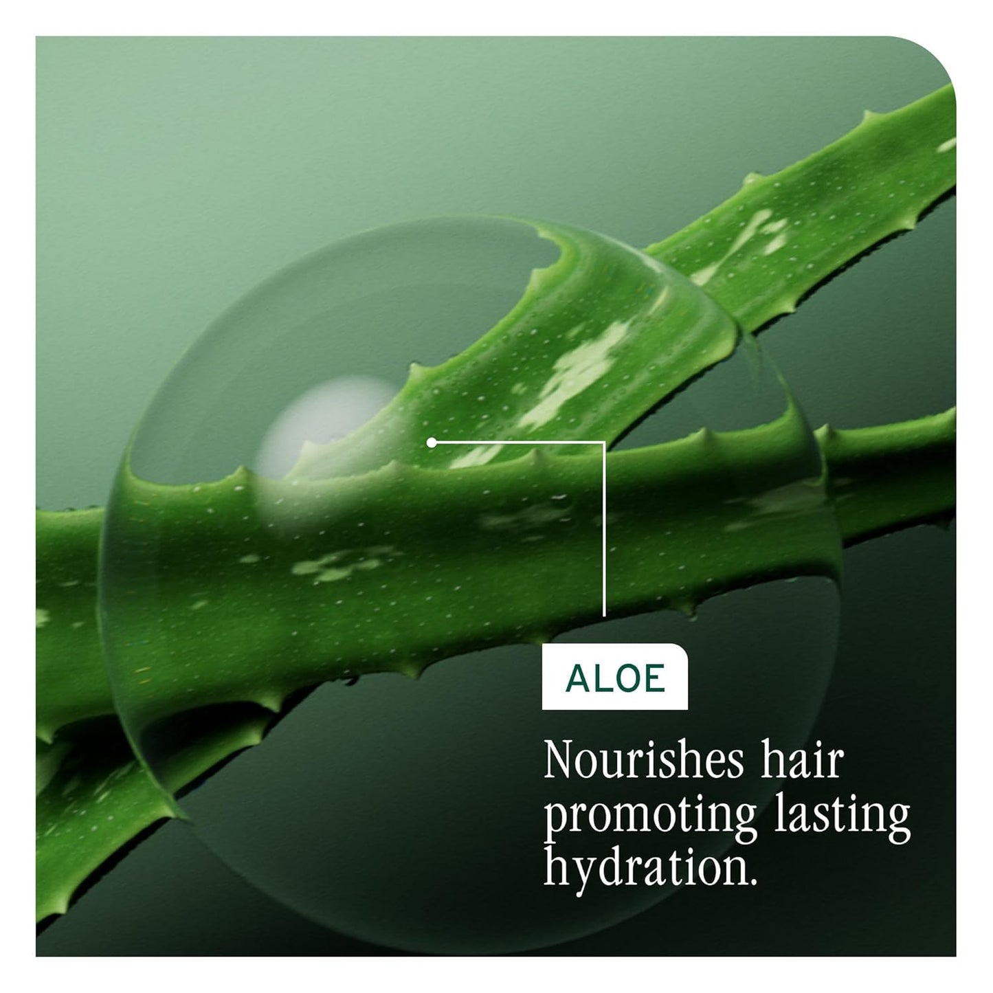 Biolage Hydra Source Shampoo - Moisturizing & Shine-Enhancing Formula for Dry Hair | Infused with Aloe Vera & Hyaluronic Acid