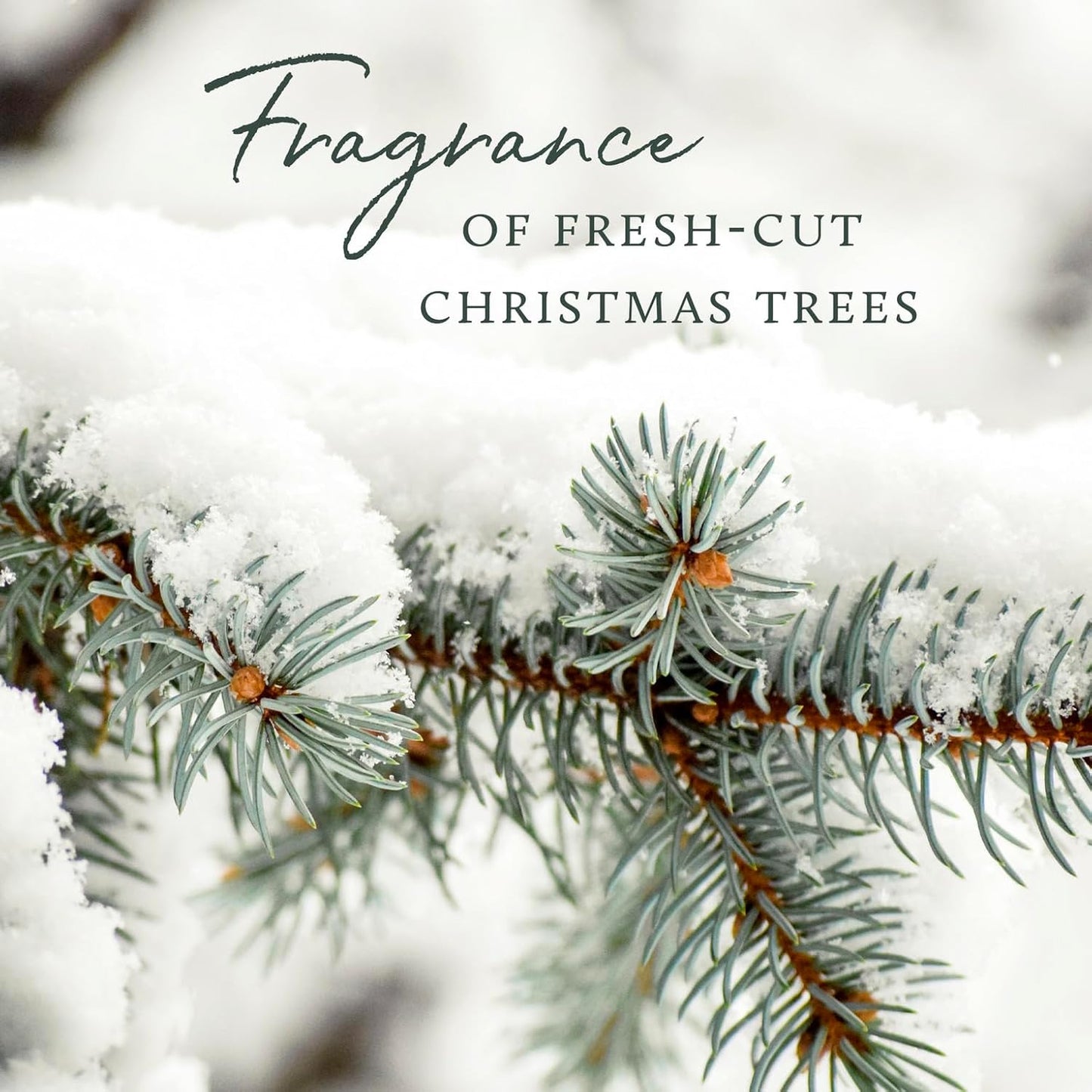 Thymes Laundry Detergent - Frasier Fir Scent - 32 Fl Oz | Eco-Friendly Cleaning Power