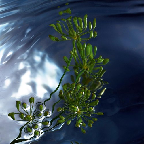 Davidoff Cool Water Reborn Eau de Toilette - Woody Men's Cologne with Rosemary, Galbanum & Vetiver - Long-Lasting Scent