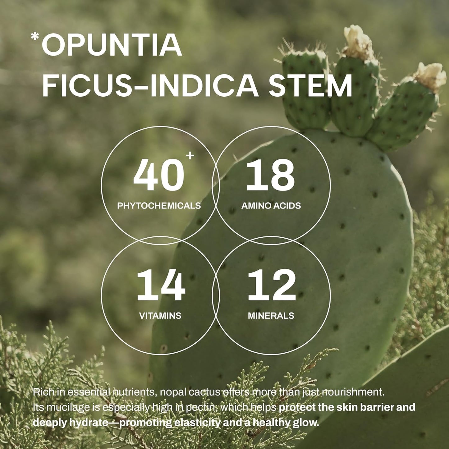 Whamisa Organic Cactus Bouncy Serum - 48 Hours Inner Skin Moisture | Hydrating Facial Ampoule (52ml)