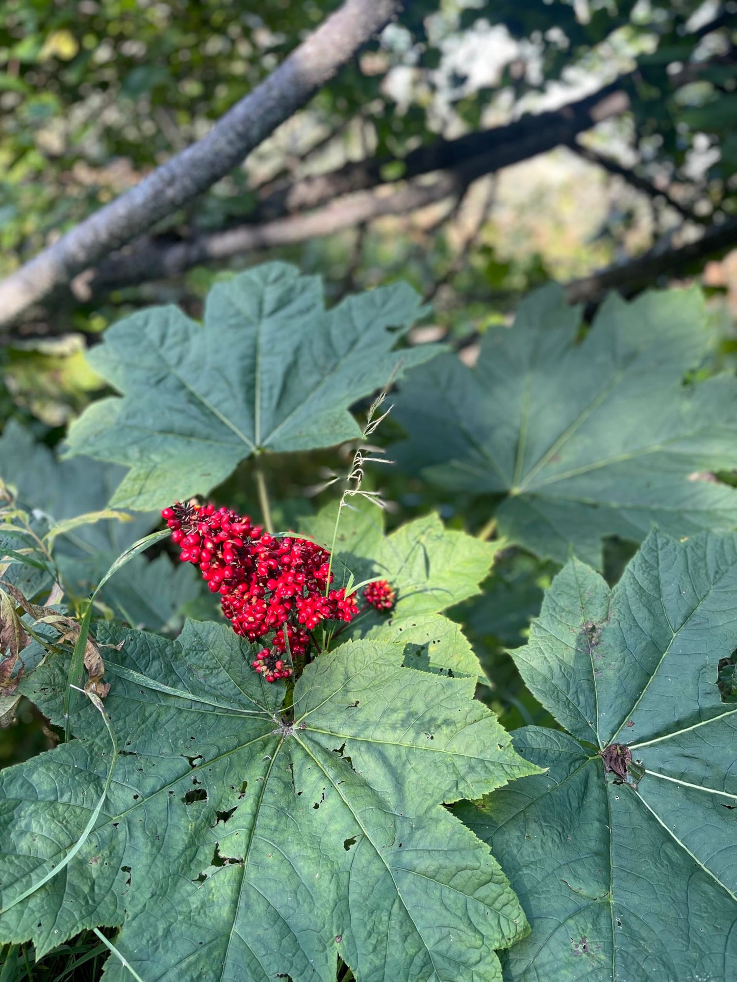 Devil's Club Salve | Arnica Balm | Devil's Club Salve with Arnica 2X Strength | Skin, Muscle and Joint Soothing from Nature
