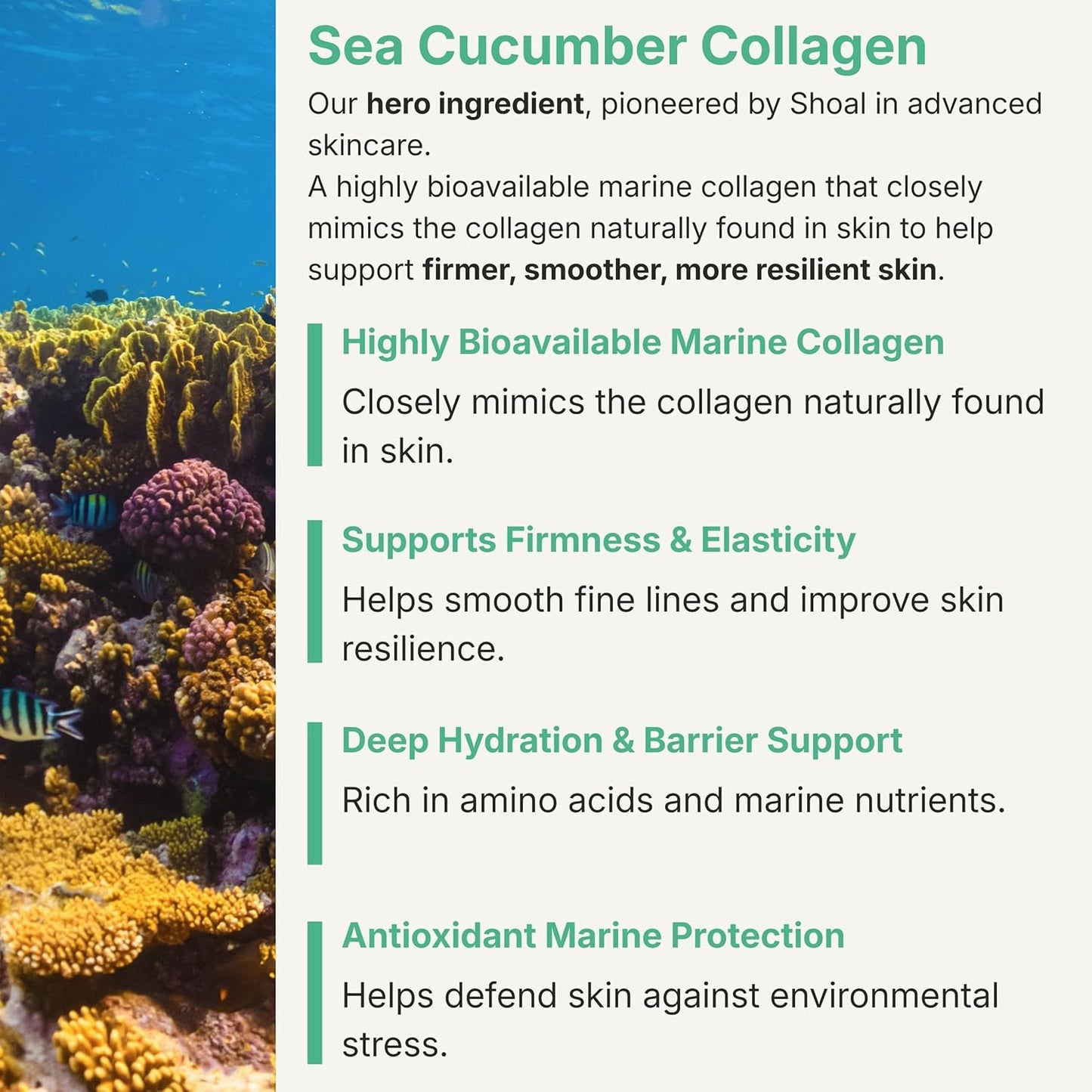 Shoal Sea Cucumber Collagen Serum - Firming & Hydrating Anti-Aging Formula with Peptides & Hyaluronic Acid | 30ml