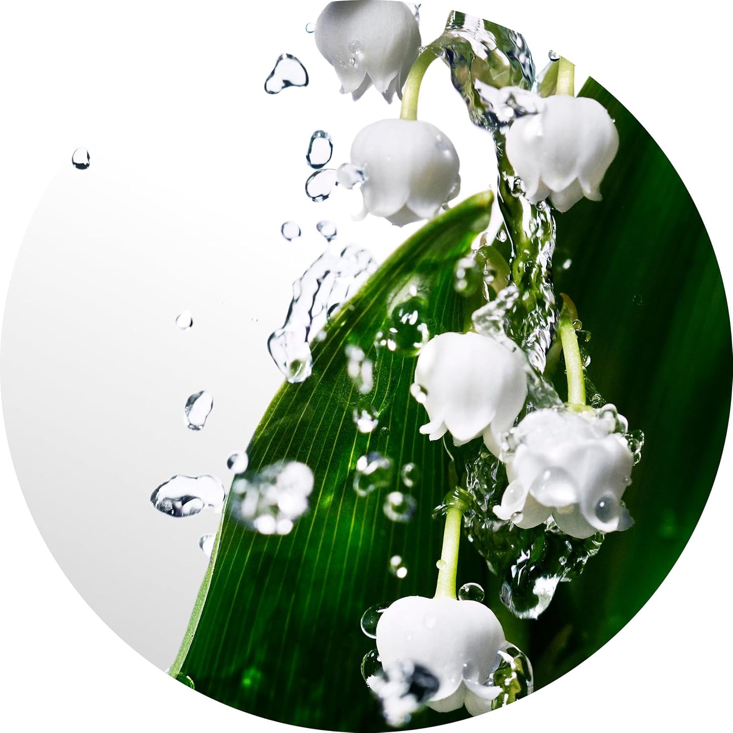 Davidoff Cool Water Eau de Toilette | Fresh Floral Women's Perfume with Watermelon & Lily Notes
