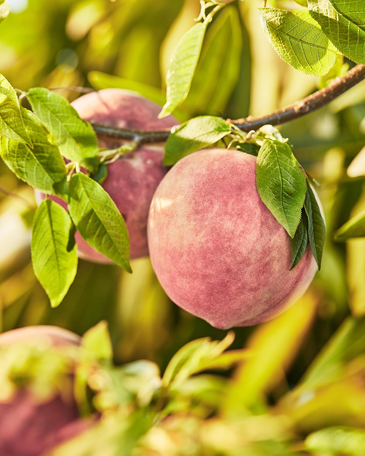 Skylar Peach Fields Eau de Parfum - Hypoallergenic Vegan Perfume for Sensitive Skin - 10mL Sweet Citrus Fragrance