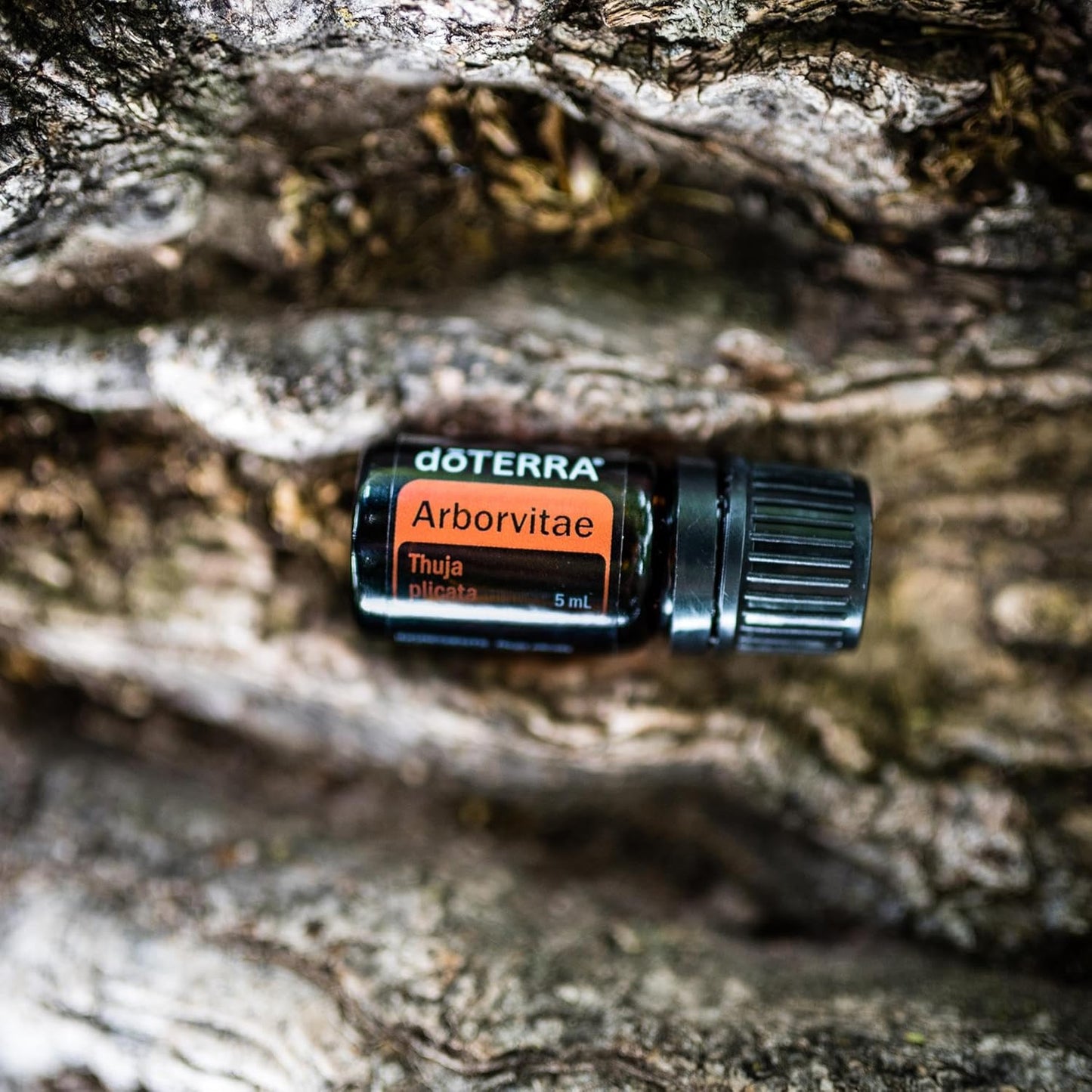 doTERRA - Arborvitae Essential Oil - 5mL | Pure, Natural Aroma for Relaxation and Wellness