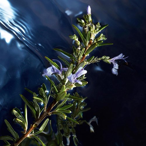 Davidoff Cool Water Reborn Eau de Toilette - Woody Men's Cologne with Rosemary, Galbanum & Vetiver - Long-Lasting Scent
