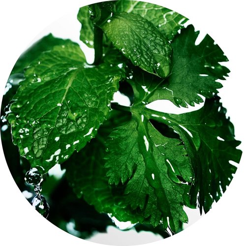 Davidoff Cool Water Men's Deodorant Stick - Refreshing Coriander, Mint & Lavender Scent - 2.5 fl oz