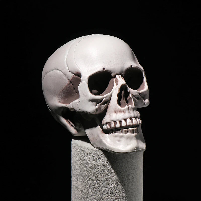 Hanging Human Skull Skeleton Halloween Photo Prop - Multiple Colors