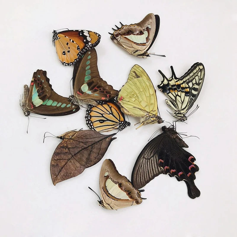 Butterfly Specimens for Craft Making - 10PCS Small to Large DIY Practice Materials