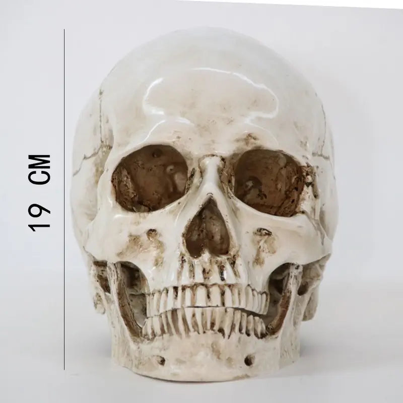 Realistic Human Skull Replica Model - Life-Size Medical Skeleton Head for Decoration