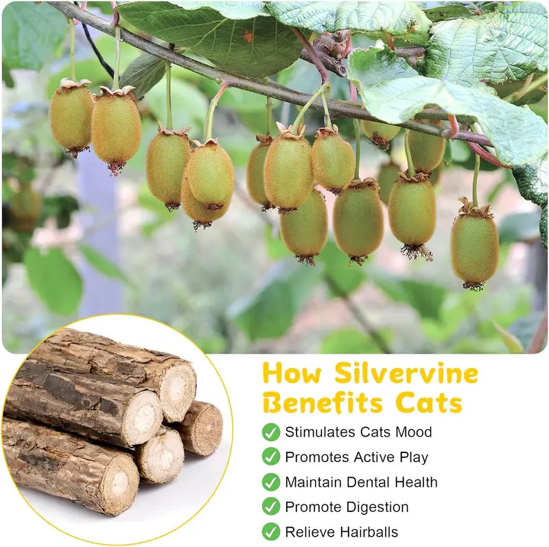 Silvervine Cat Chew Sticks Set - Natural Cat Toys for Dental Care & Play