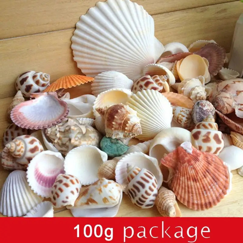 60Pcs Natural Sea Shells for Crafts Aquarium Decor Photo Props Home Decoration