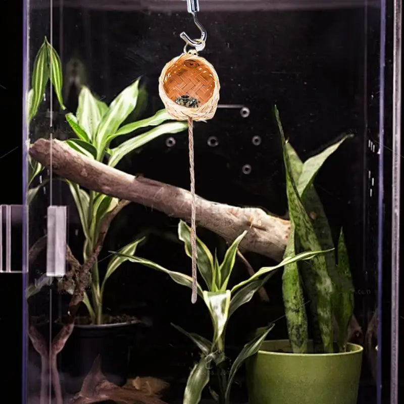 Natural Jumping Spider Shelter House Small Animal Habitat Enclosure Handmade