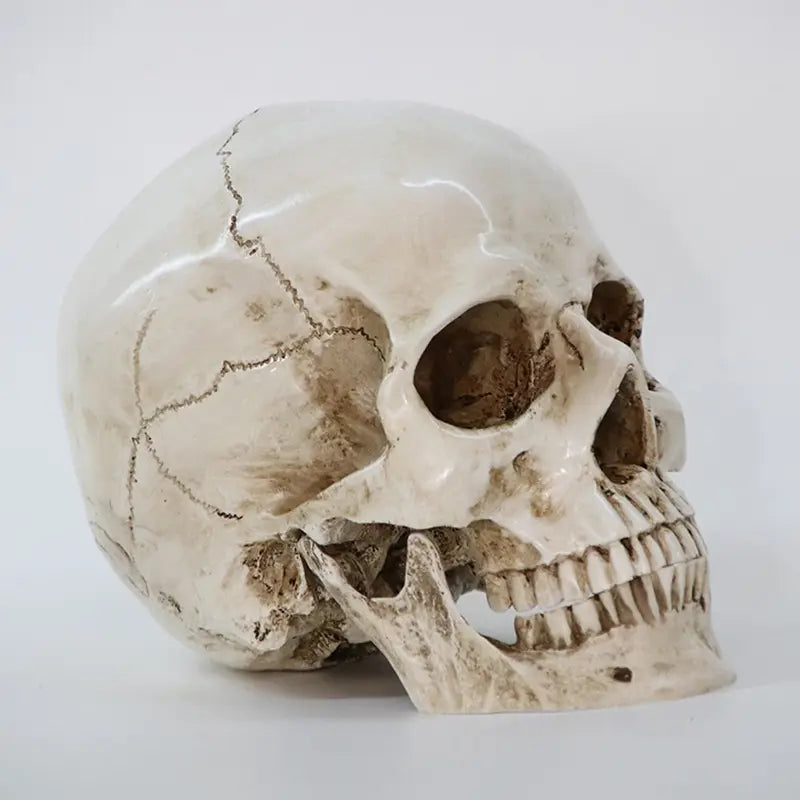 Realistic Human Skull Replica Model - Life-Size Medical Skeleton Head for Decoration