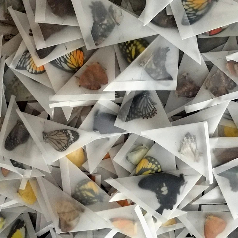Butterfly Specimens for Craft Making - 10PCS Small to Large DIY Practice Materials