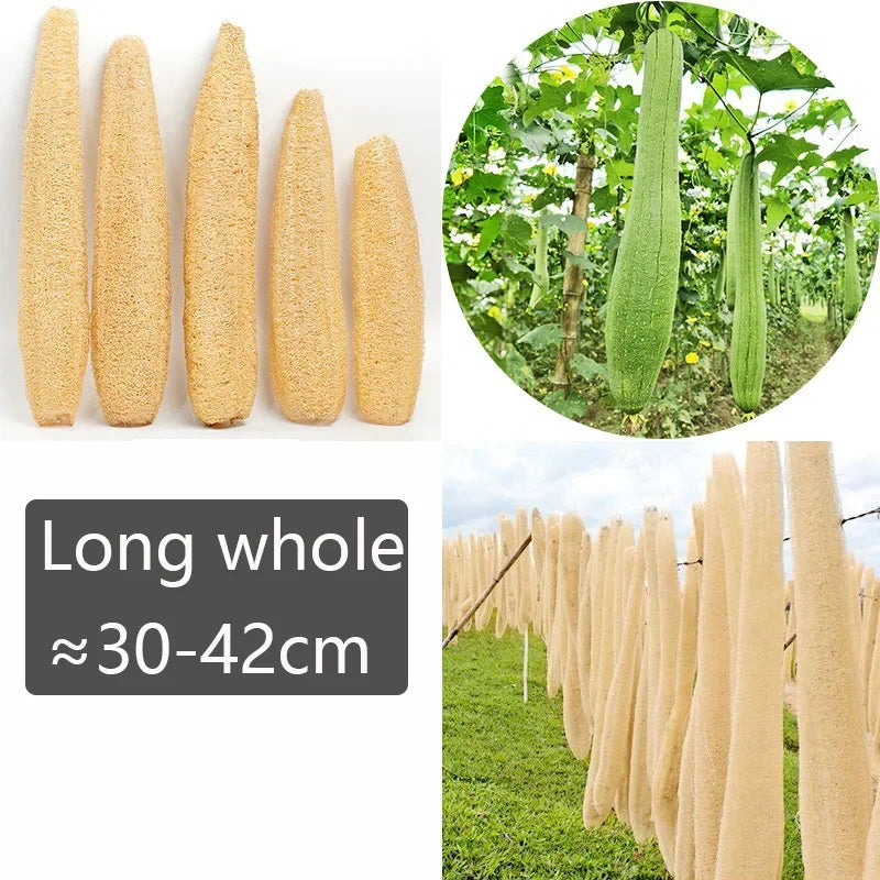 Natural Organic Loofah Sponge - Exfoliating Shower Body Scrubber 30-40cm