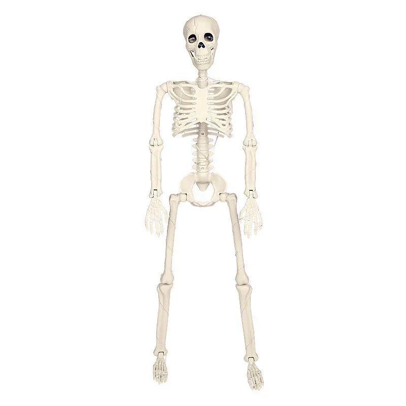 Halloween Skeleton Skeleton Set - Posable Human Bones Decor for Haunted House & Party