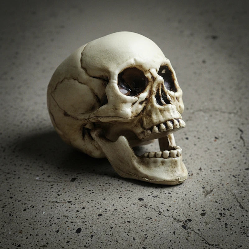 Realistic Plastic Skull Decoration for Halloween Haunted House & Garden Decor