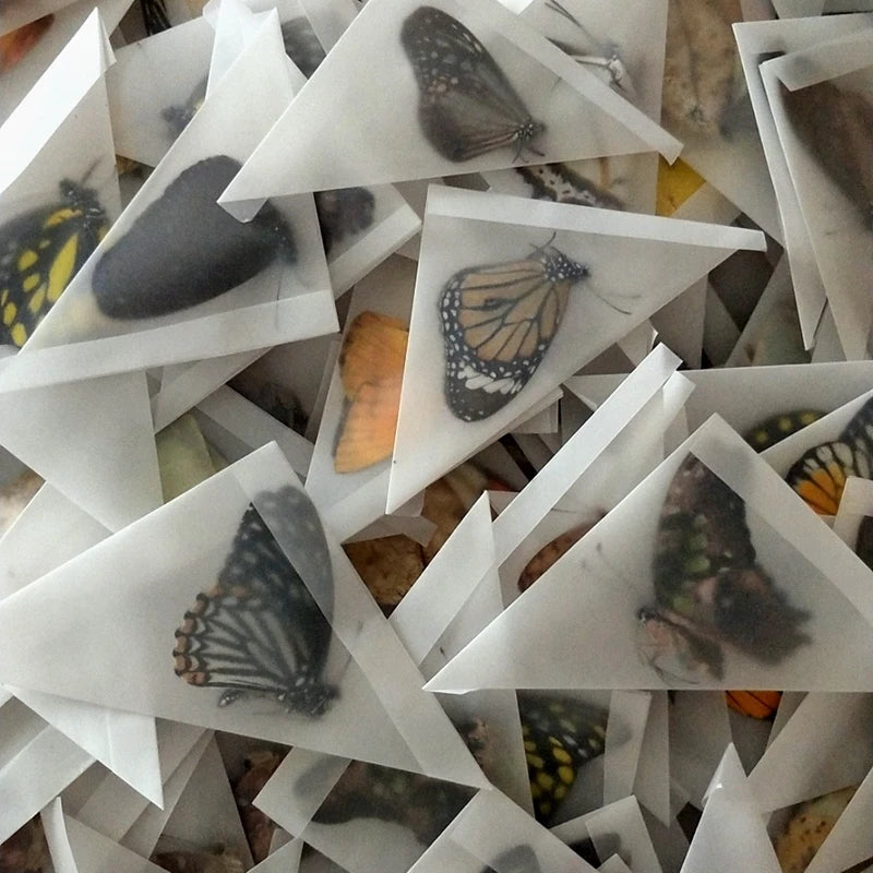 Butterfly Specimens for Craft Making - 10PCS Small to Large DIY Practice Materials