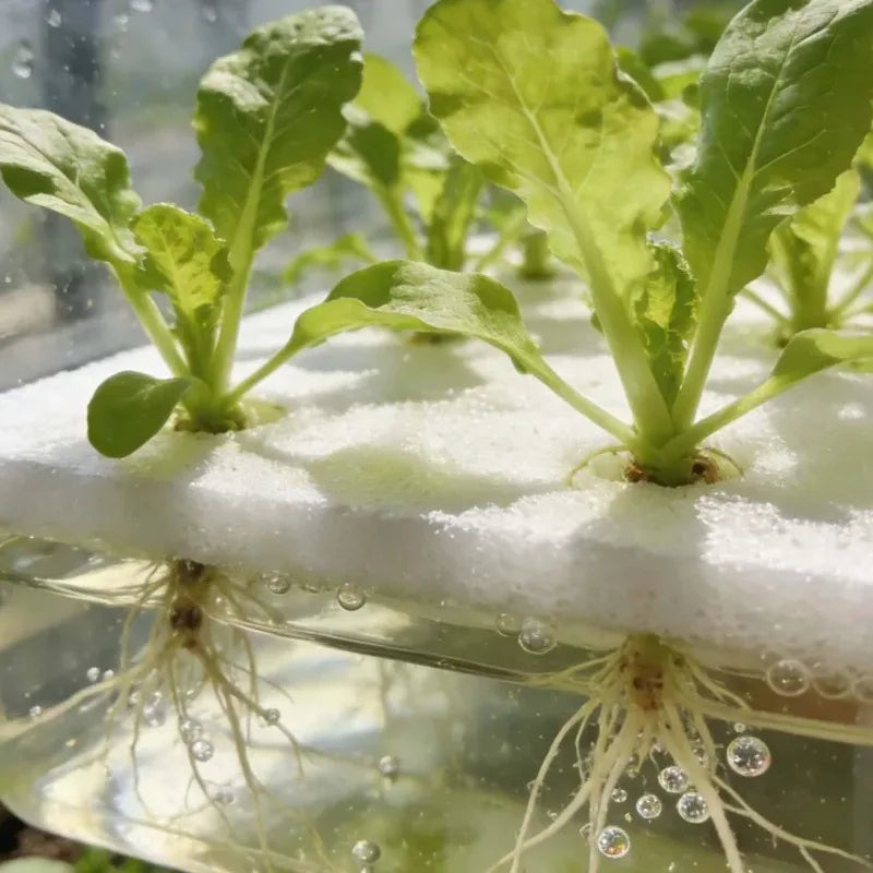 Plant Seedling Sponge Blocks - Hydroponic Grow Nursery for Soilless Cultivation