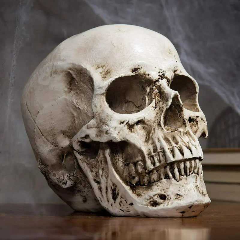 Realistic Human Skull Replica Model - Life-Size Medical Skeleton Head for Decoration