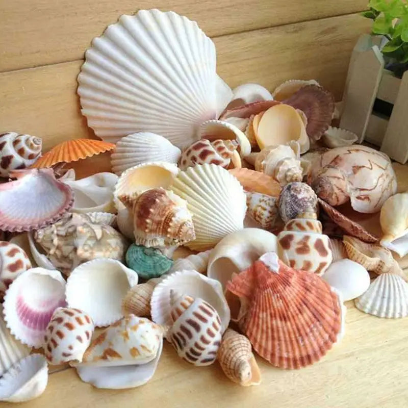 60Pcs Natural Sea Shells for Crafts Aquarium Decor Photo Props Home Decoration