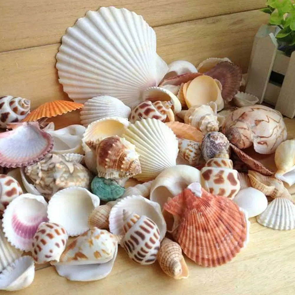 60Pcs Natural Sea Shells for Crafts Aquarium Decor Photo Props Home Decoration