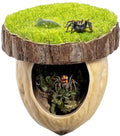 Jumping Spider Enclosure Kit with Hideout & Decor - Natural Habitat Accessories