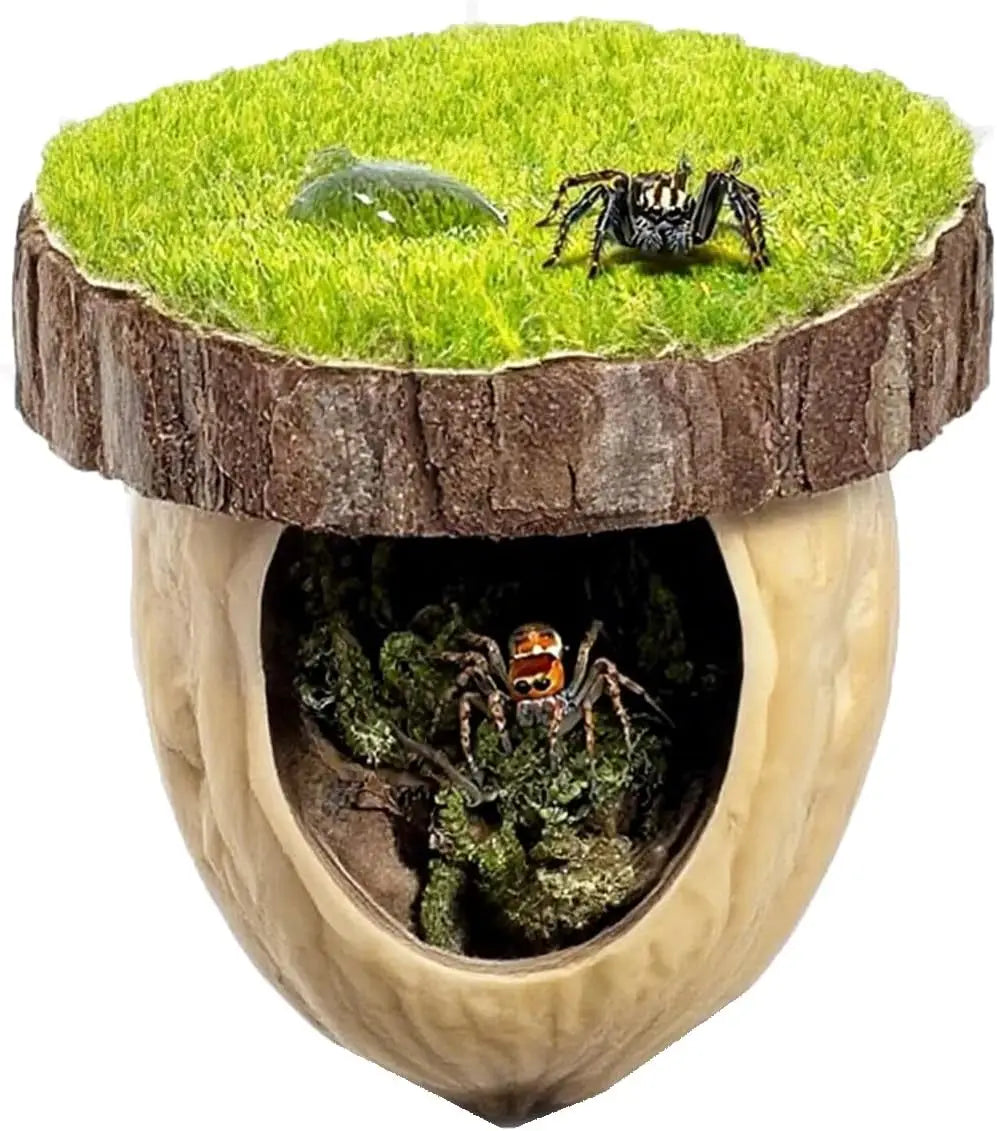 Jumping Spider Enclosure Kit with Hideout & Decor - Natural Habitat Accessories