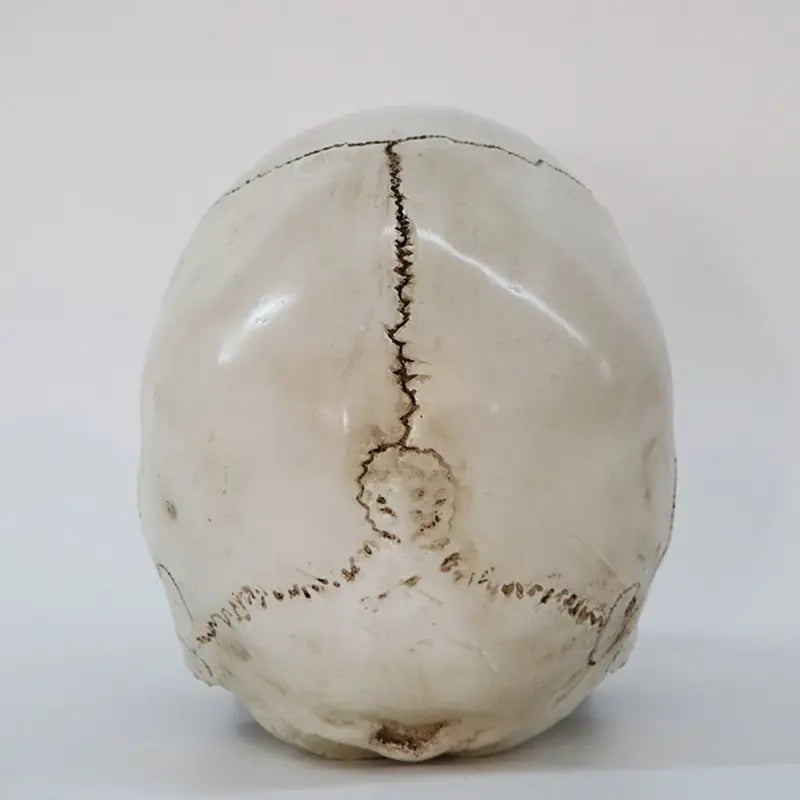 Realistic Human Skull Replica Model - Life-Size Medical Skeleton Head for Decoration